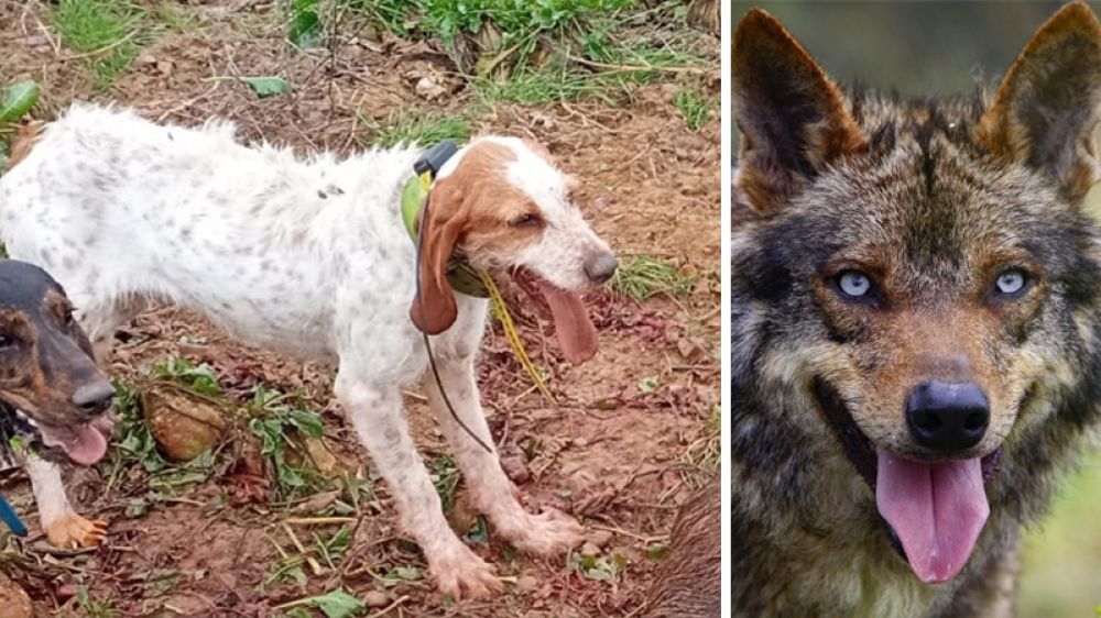 Tres lobos ibéricos atacan a un perro de rastro durante una jornada de entrenamiento