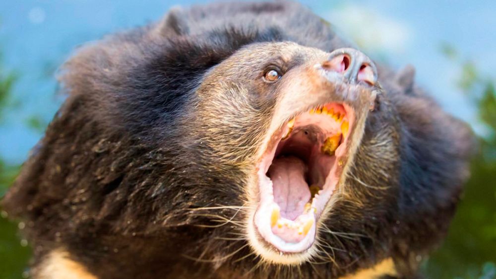Un cazador muere tras el ataque de un oso al que hirió de un disparo