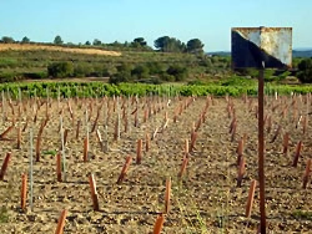 Se sigue cazando el conejo en dos comarcas de Tarragona
