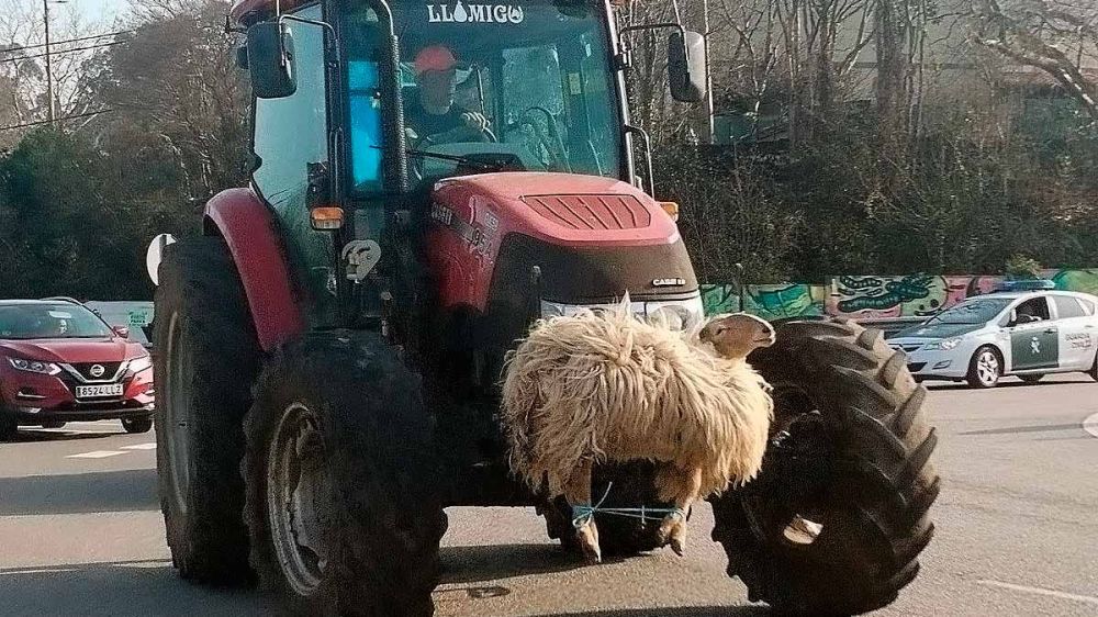 Una oveja matada por los lobos y atada al frontal de un tractor crea una gran polémica ante los que creen que está viva