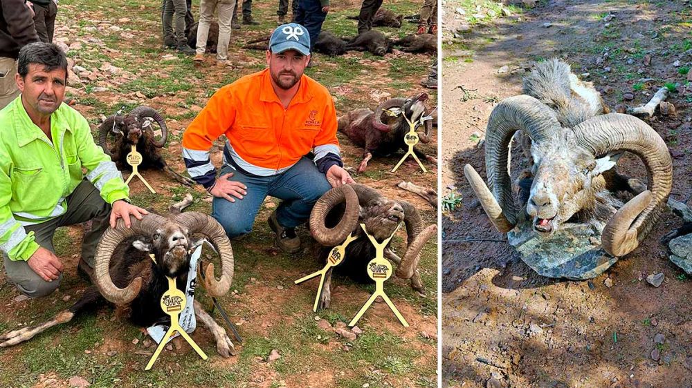 Un cazador celebra su 40 aniversario en la caza abatiendo dos muflones, uno de ellos medalla de oro
