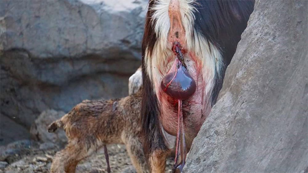 PACMA Canarias hace un ridículo histórico al confundir una cabra recién parida con un caso de maltrato animal