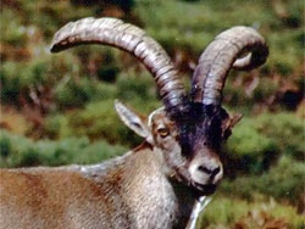 Se inicia el programa de gestión de la cabra montés en Andalucía