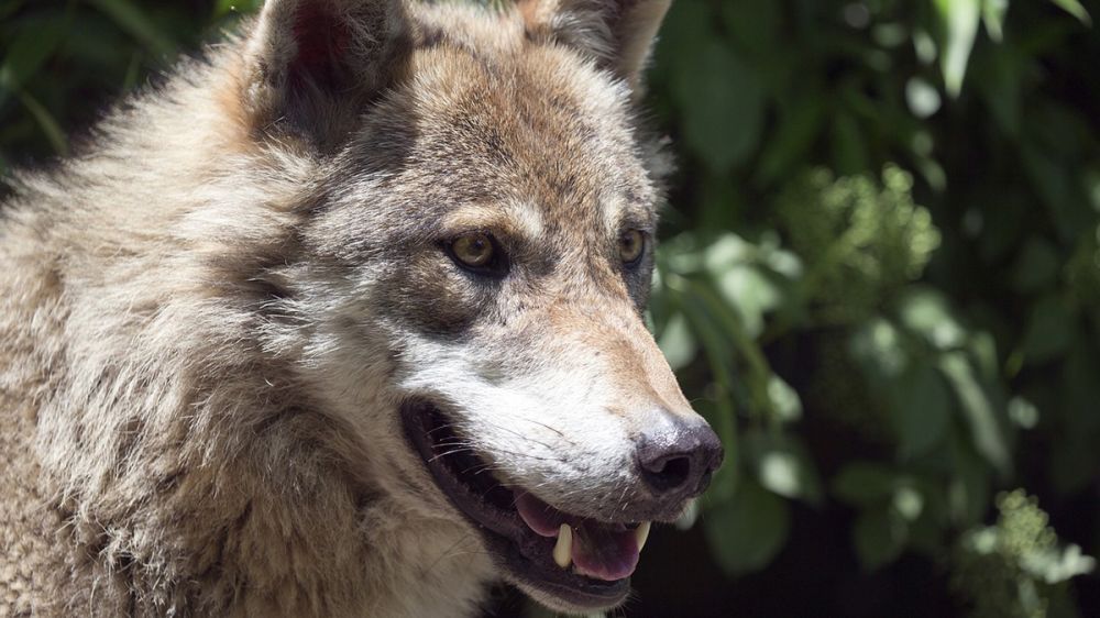 Pavor ante el ataque de cuatro lobos a una persona: un cazador y su perro, emboscados por los depredadores