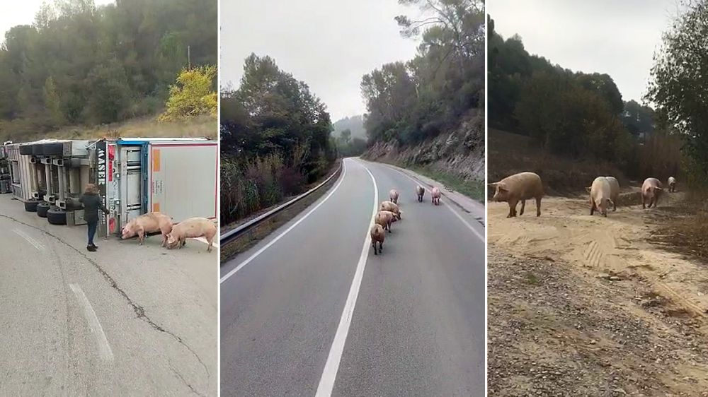 Cerdos a la fuga: vuelca el camión y los cochinos huyen al monte