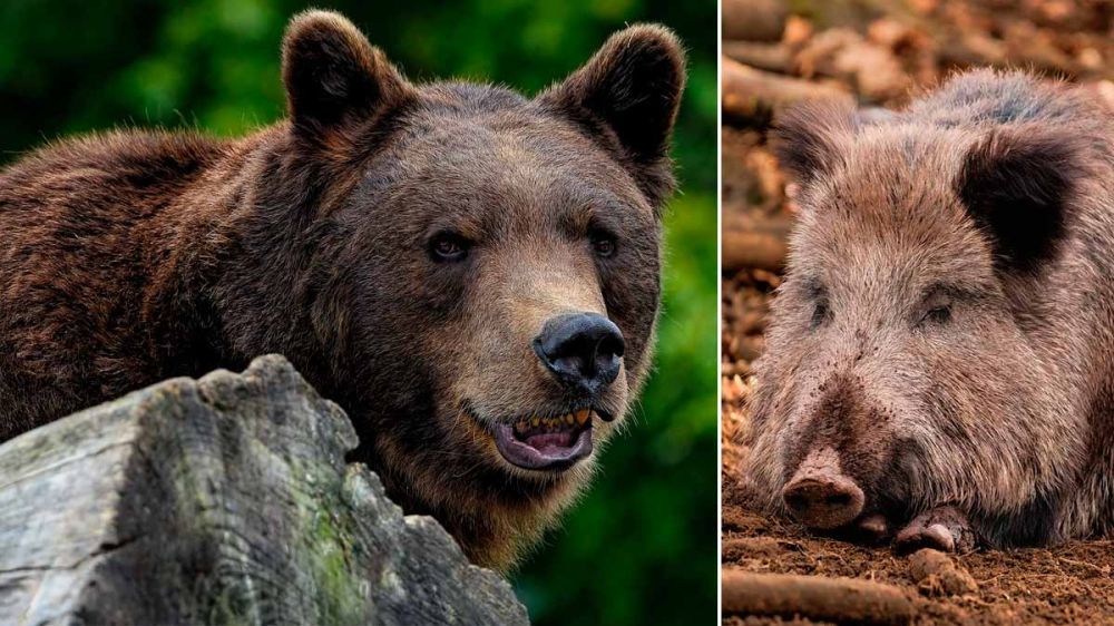 Un jabalí muerto en vida tras el ataque de un oso