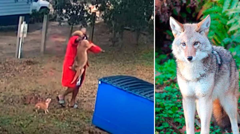 Un coyote ataca a su perro y acaba en el contenedor de la basura