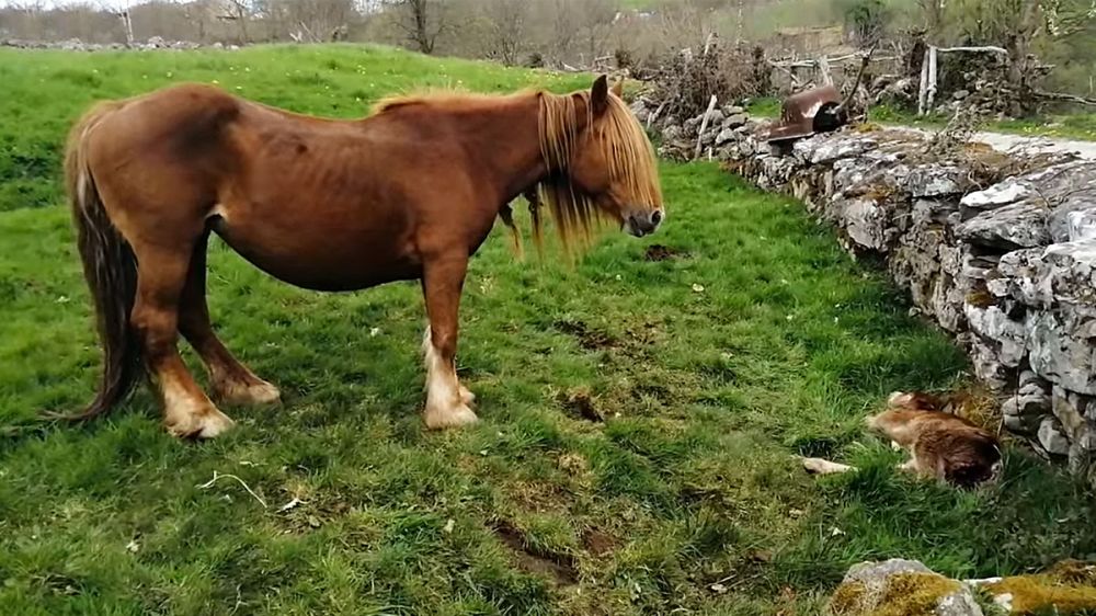 El llanto desconsolado de una ganadera ante su potra devorada por los lobos