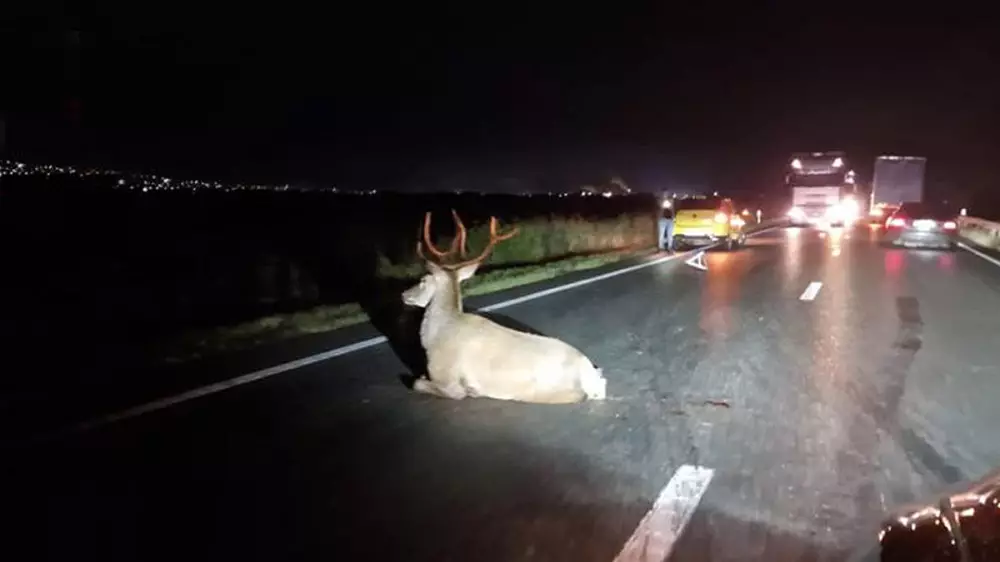 Un gran ciervo atropellado queda malherido en mitad de la carretera