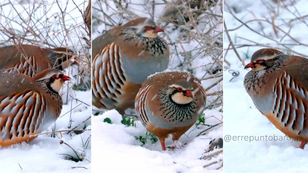Una perdiz roja se acicala las plumas y busca alimento bajo una copiosa nevada