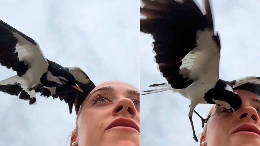 Un selfie se convierte en un vídeo de terror tras el escalofriante ataque de una urraca al ojo de una mujer