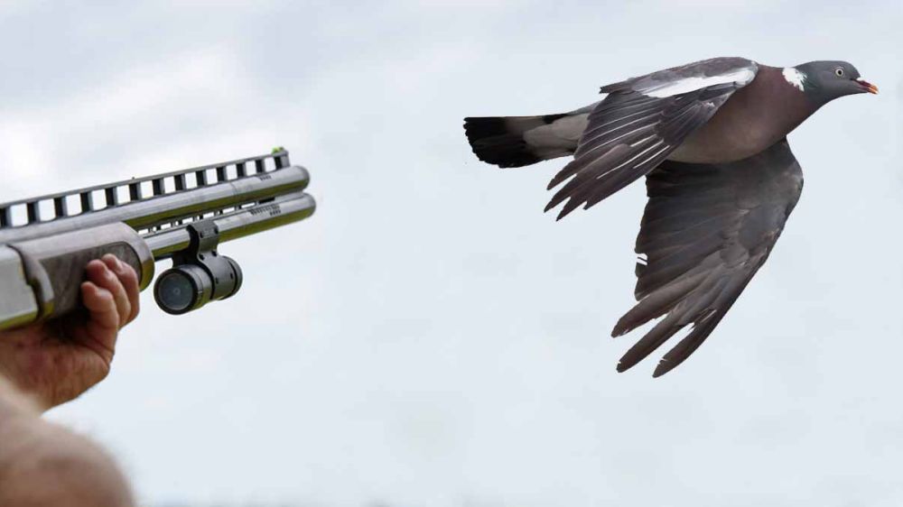 Lances de caza a paloma torcaz en media veda grabados con ShotKam