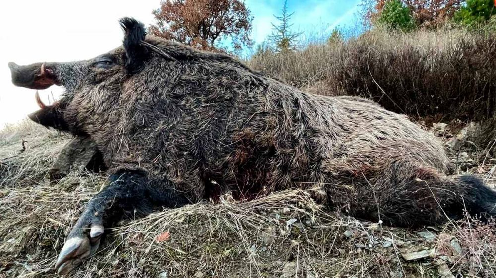 Un cazador catalán caza uno de los mayores jabalíes abatidos este año en Europa