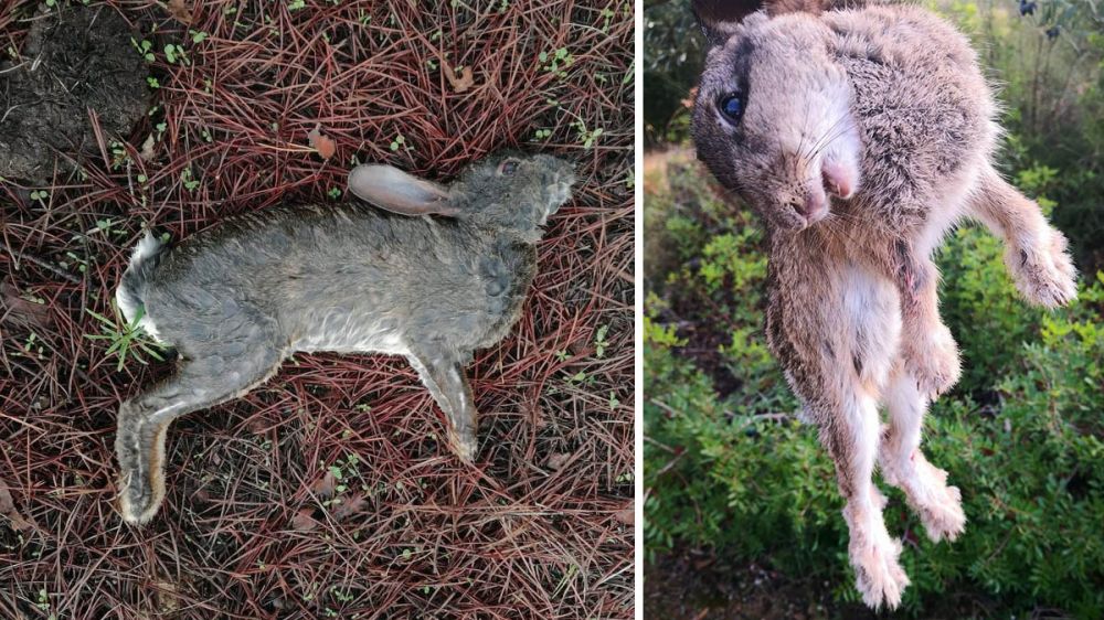 Conejos agonizantes y muertos en distintos puntos de España