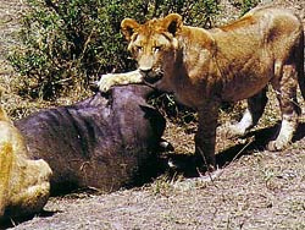 Sudáfrica quiere regular la suelta de leones