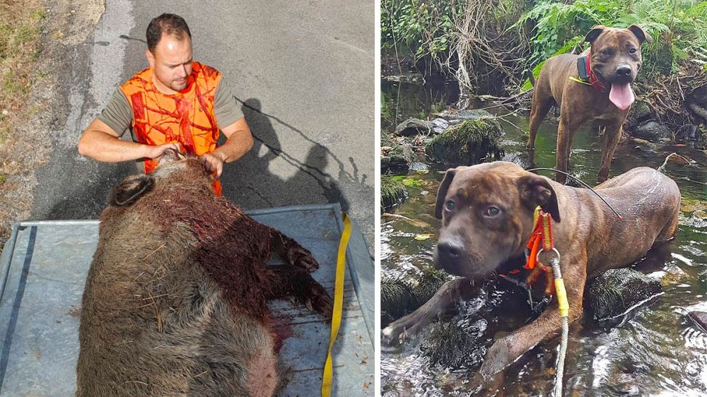 Un cazador se echa encima de un jabalí de 130 kilos para salvar la vida de sus perros en un peligroso agarre