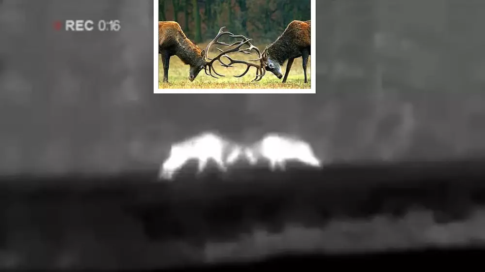 Graba con una cámara de visión térmica el enfrentamiento entre dos grandes ciervos