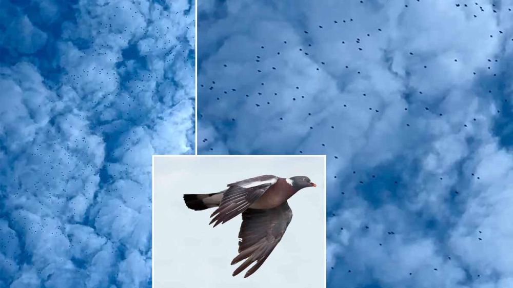 ¿Por qué han esperado hasta finales de noviembre 470.000 palomas torcaces para llegar a España?