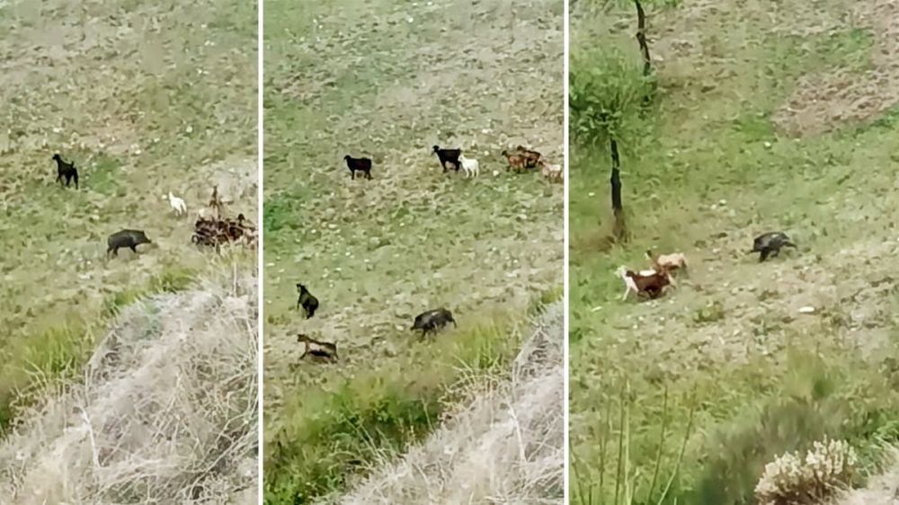 Un jabalí es sorprendido por un ganadero tratando de dar caza a sus cabras