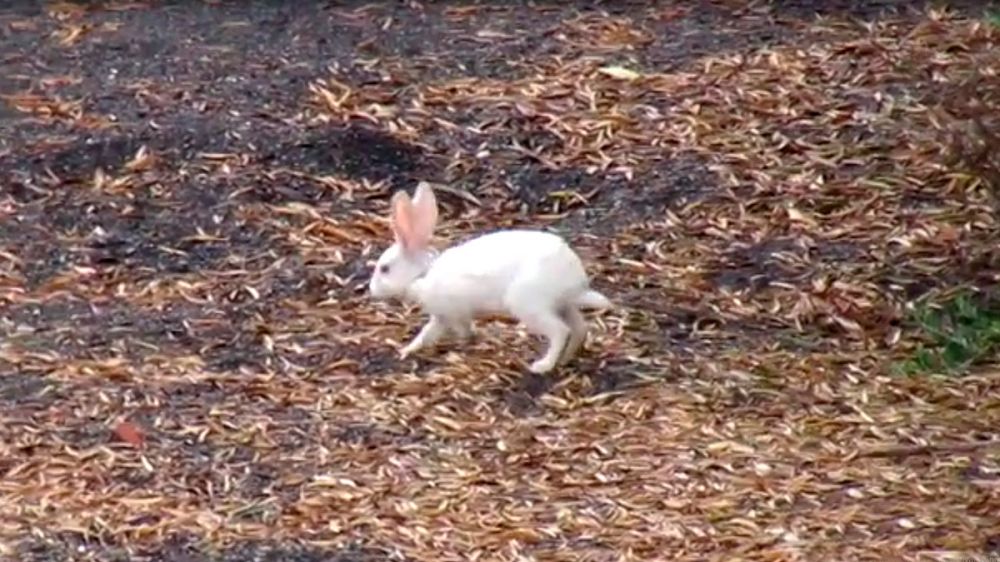 Graban un conejo albino en un coto de Almería