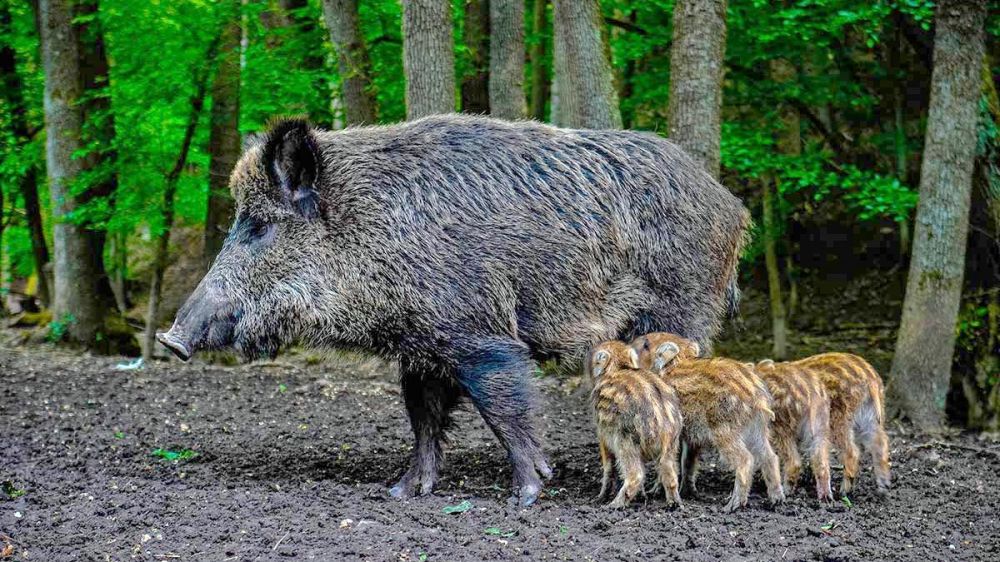 Los jabalíes de Castellón, fichados gracias a un trabajo de investigación para prevenir la Peste Porcina Africana