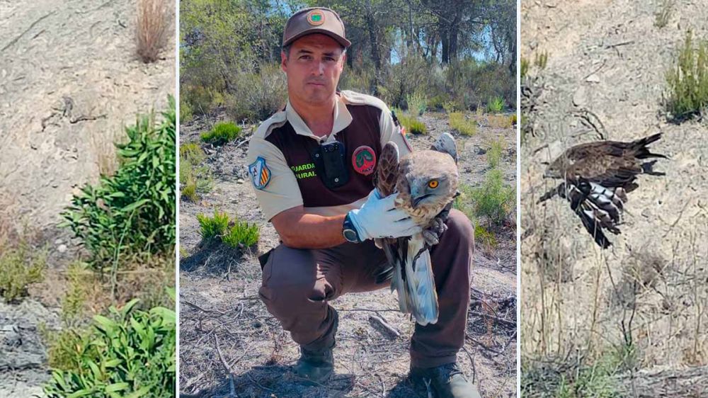 Así se salva la vida a una rapaz: un cazador avisa a un guarda rural del choque de un águila culebrera con un cable de alta tensión