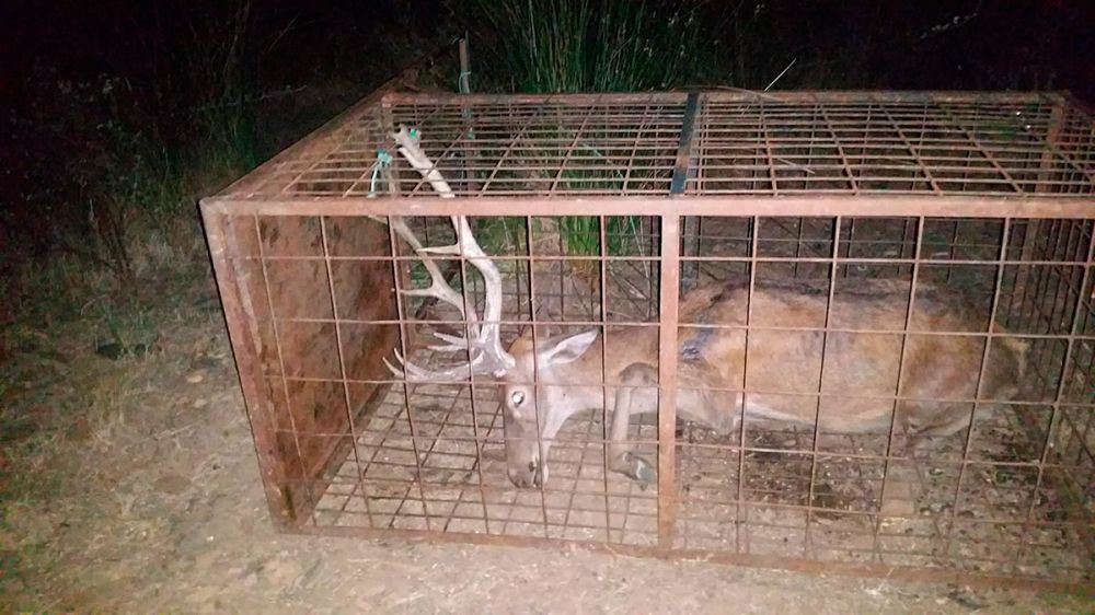 La Junta de Extremadura se reafirma: las jaulas trampa para capturar animales en Monfragüe seguirán siendo una realidad