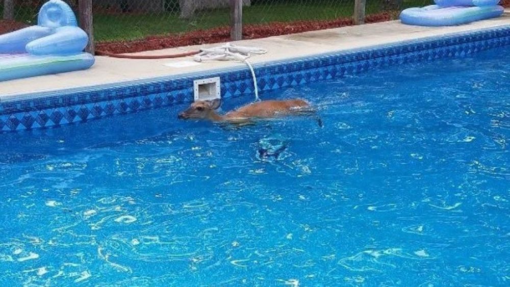 Rescatada una cierva que cayó en una piscina