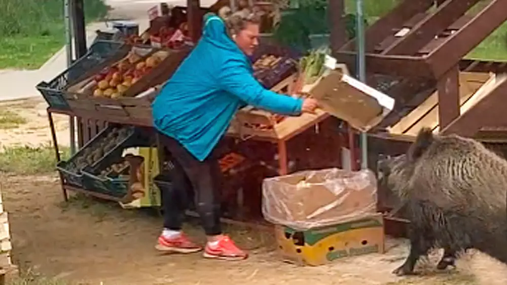 Un jabalí intenta robar fruta de una tienda, pero la dueña se enfrenta al animal