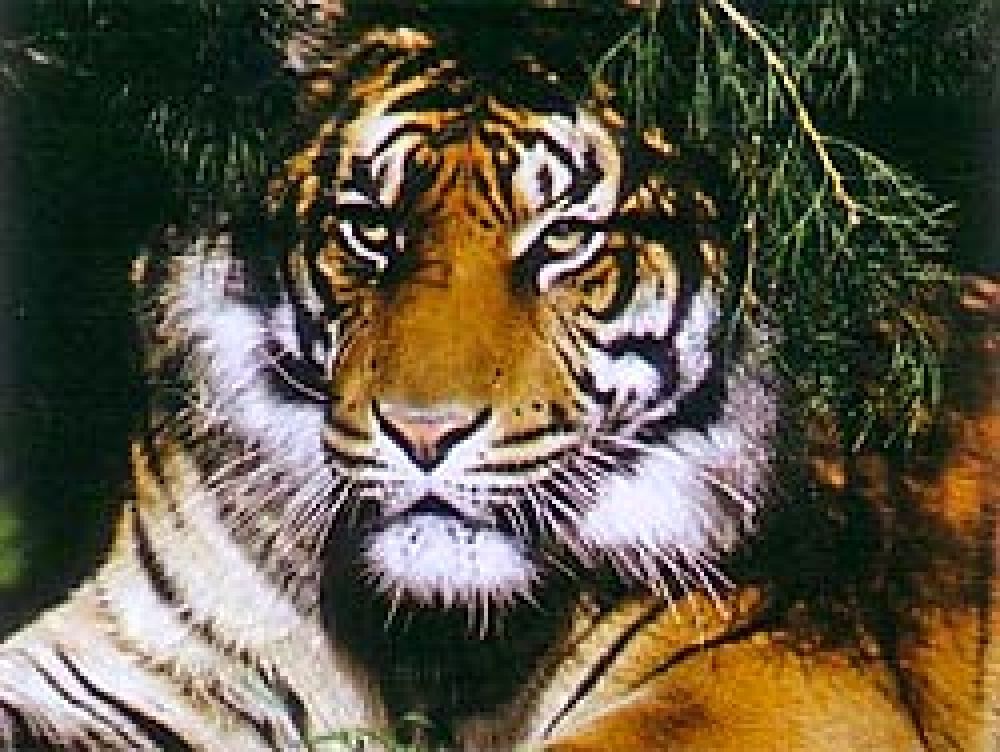 CITES quiere ayudar a los tigres