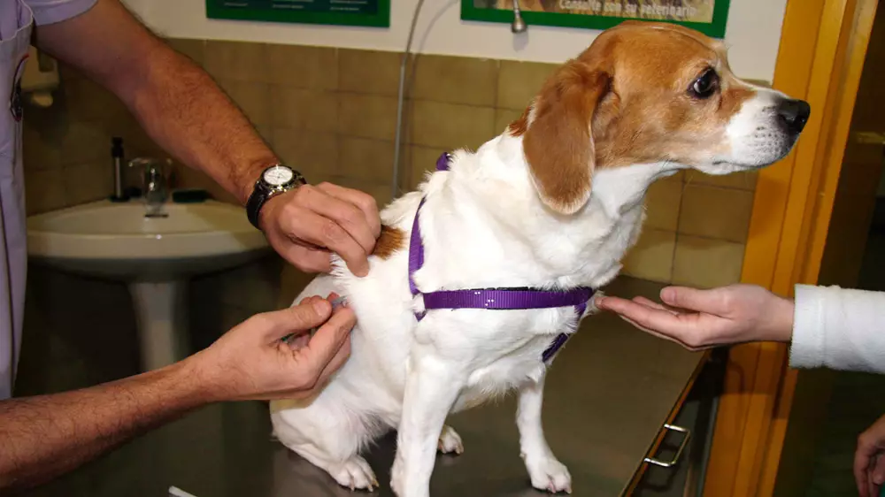 Será obligatorio vacunar a perros gatos y hurones en Cataluña