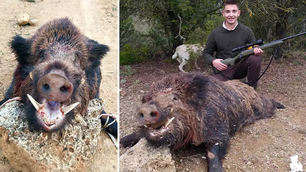 Caza un impresionante jabalí de 150 kilos