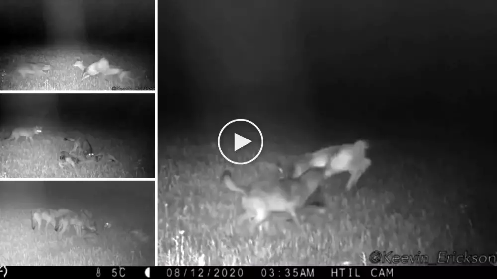 Graba cómo varios lobos dan caza a una cierva y se alimentan de ella frente a su cámara de vídeo trampeo