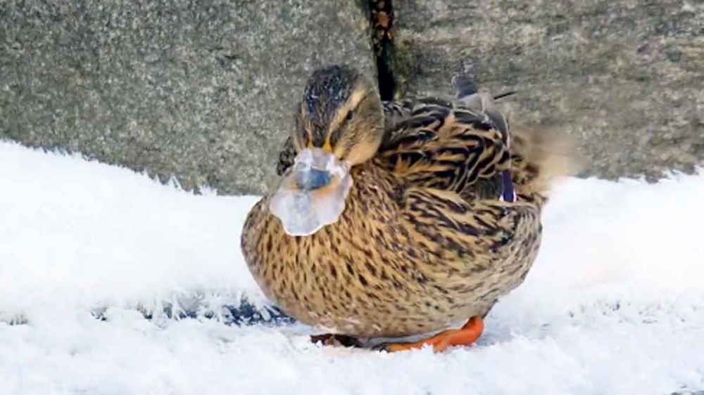 Un pato con el pico congelado, pero con ingenio para conseguir liberarlo