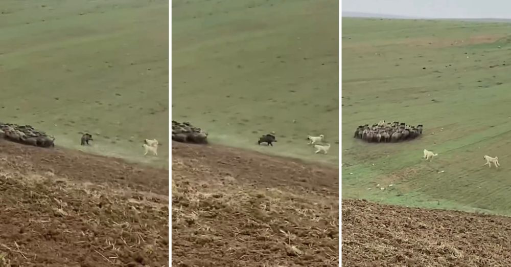 Dos kangales turcos se enfrentan a una treintena de jabalíes
