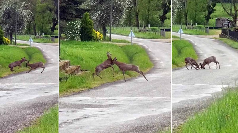 Un cazador sorprende a dos jóvenes corzos peleando en una carretera
