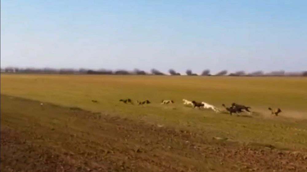 Diez galgos contra una liebre: el vídeo que indigna al galguero