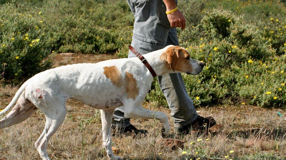 ¿En qué afecta realmente la Ley de Bienestar Animal a los perros de caza?