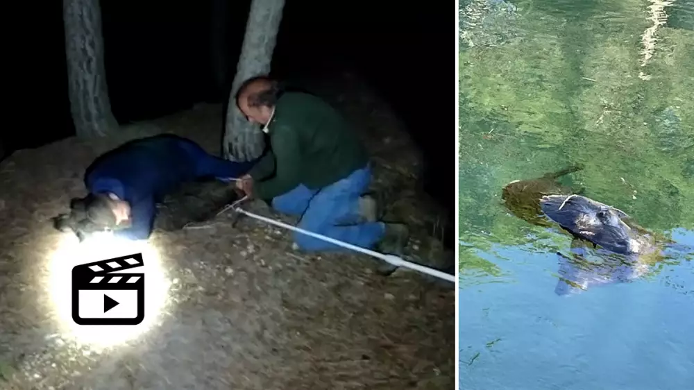 Hasta por la noche: estos cazadores no paran de salvar a corzos condenados a morir ahogados