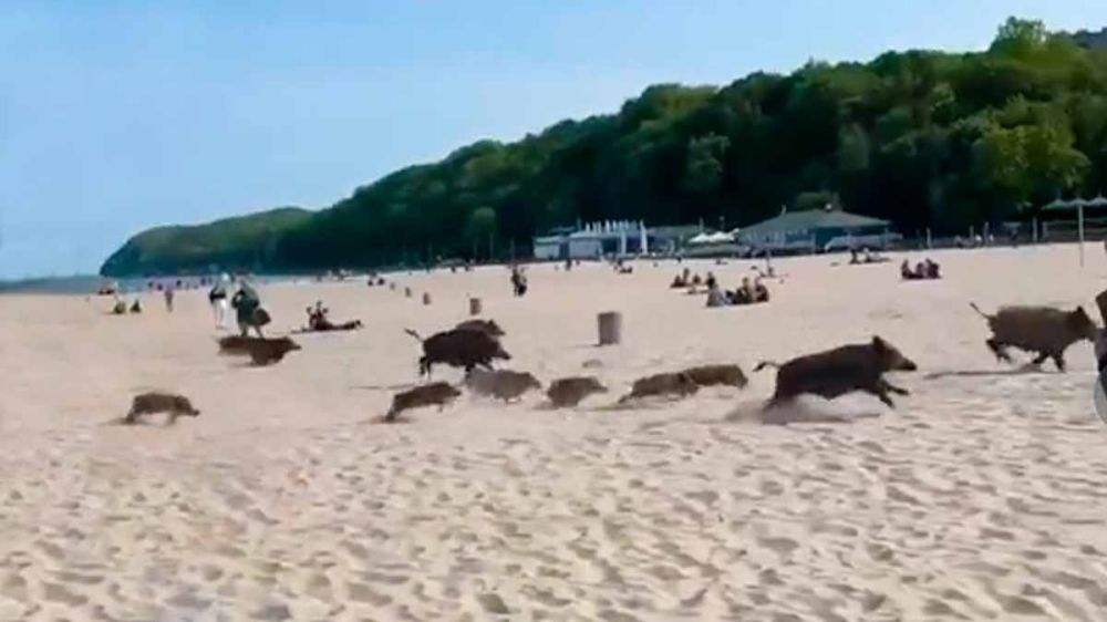 Los jabalíes invaden la playa y desatan el pánico entre los bañistas