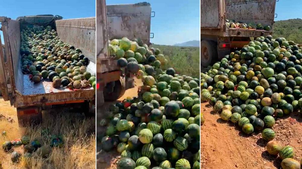 25.000 kilos de sandías y melones para saciar el hambre y la sed de los animales del monte