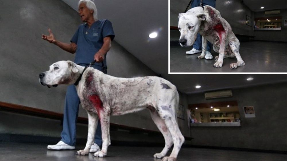 Una perra de raza dogo argentino salva a su familia de los ladrones pero recibe un disparo