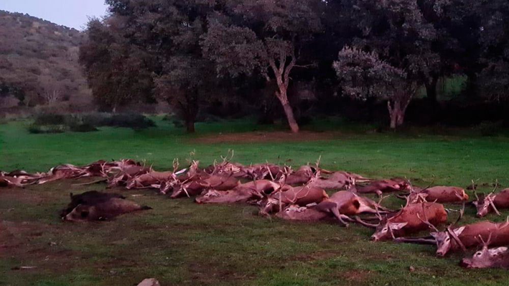 Finca La Mezquita: Una montería muy esperada que no defrauda a nadie