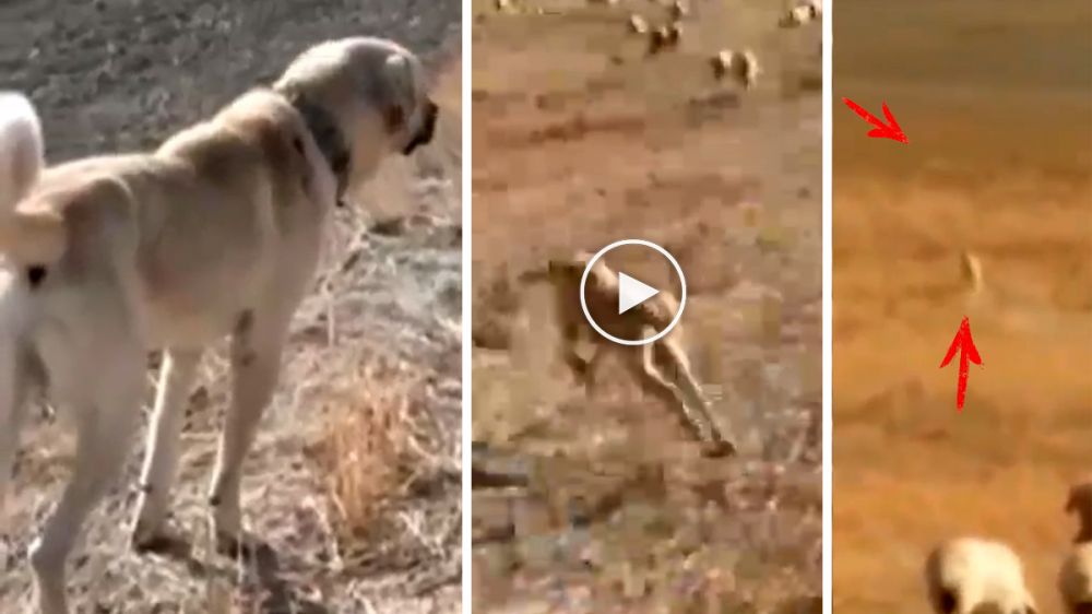 Esta es la reacción de un perro guardián del ganado al detectar a un lobo