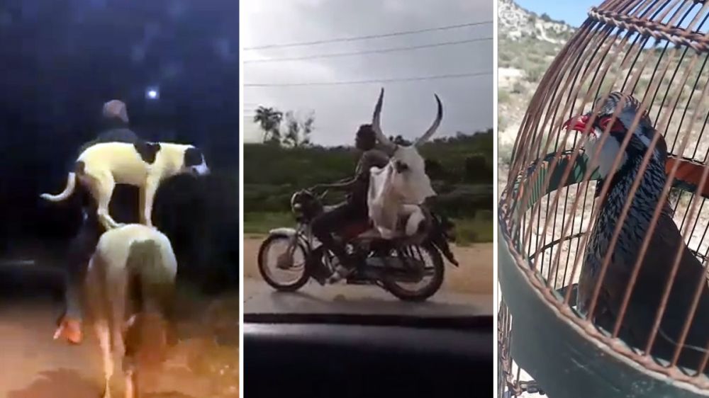 Una vaca en motocicleta, un perro a la grupa de un caballo y un reclamo de perdiz en el manillar de un ciclomotor
