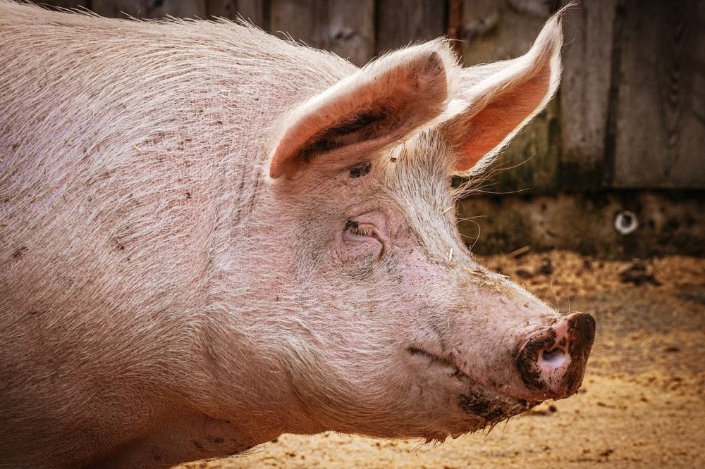 Un foco de peste porcina africana notificado en Italia pone en alerta a ganaderos y cazadores españoles