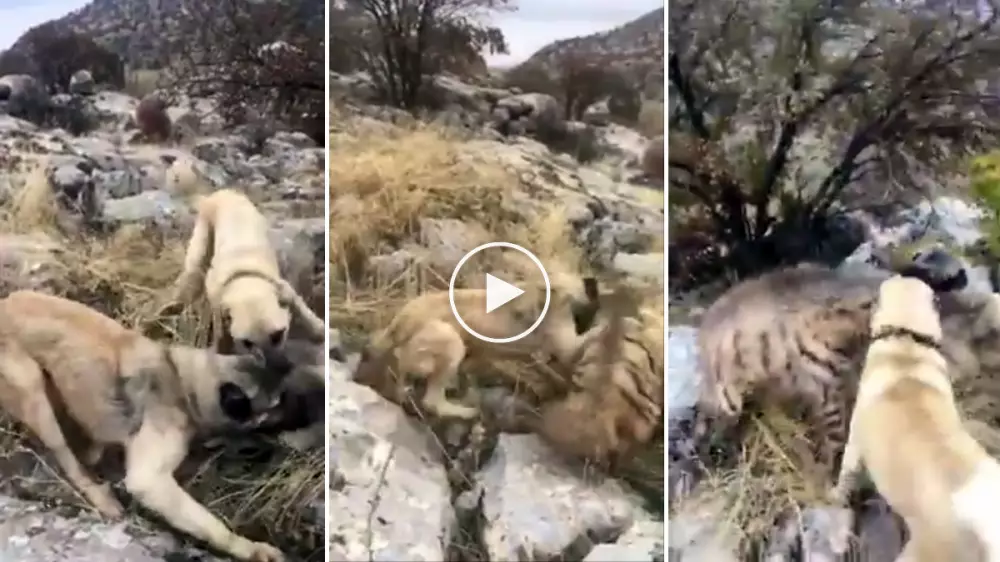 Perros protectores del ganado defienden al rebaño del ataque de una hiena