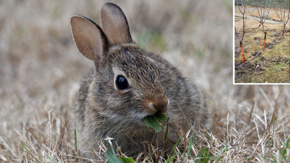 Una plaga de conejos pone en peligro las plantaciones de árboles frutales en Lleida