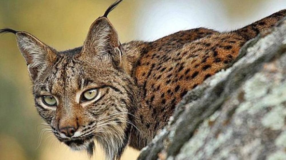 La carroña procedente de la caza: un recurso trófico inesperado para el lince ibérico