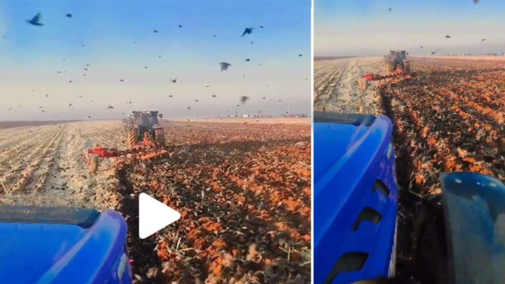 Un tractor mueve la tierra y miles de pájaros se apuntan al festín